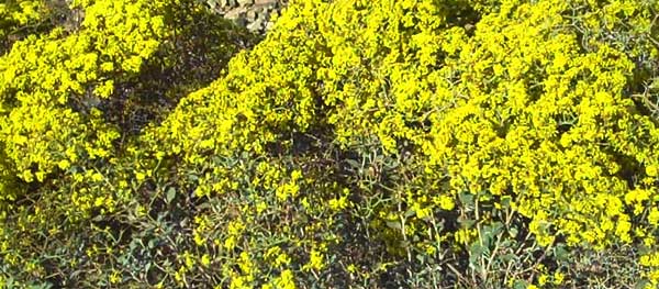 Las Vegas buckwheat (Eriogonum corymbosum var. nilesii)