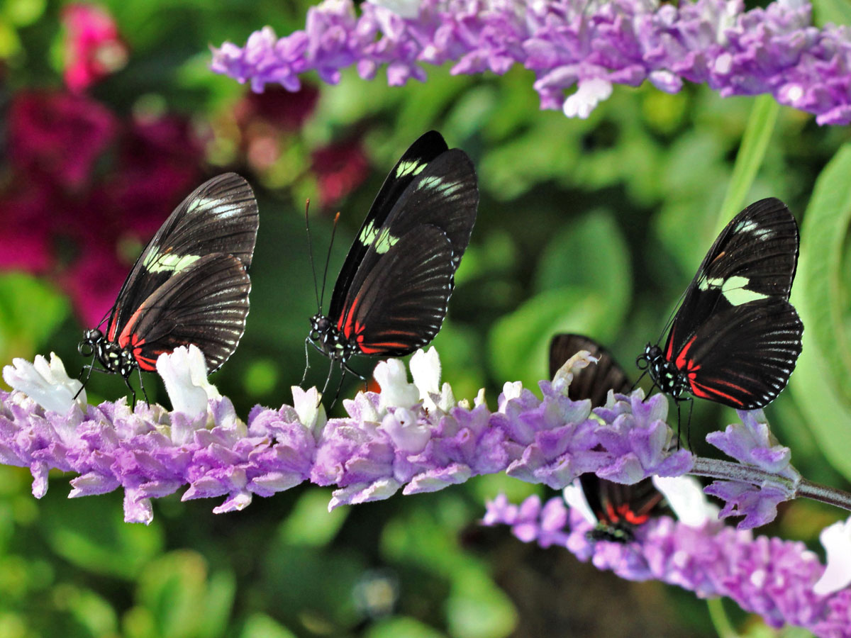 Butterfly Habitat