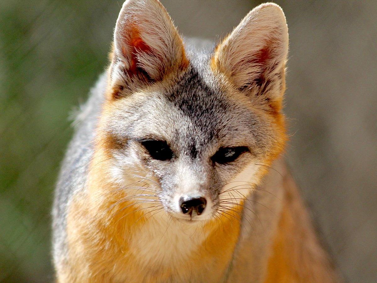 Grey fox