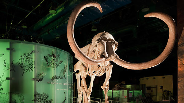 Columbian mammoth fossil at Nevada State Museum, Las Vegas