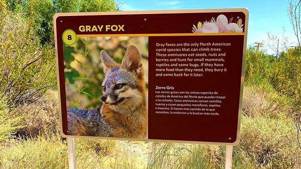 Informative sign about the Gray Fox, detailing its diet and habits, mounted on a metal post in a natural setting with vegetation in the background.