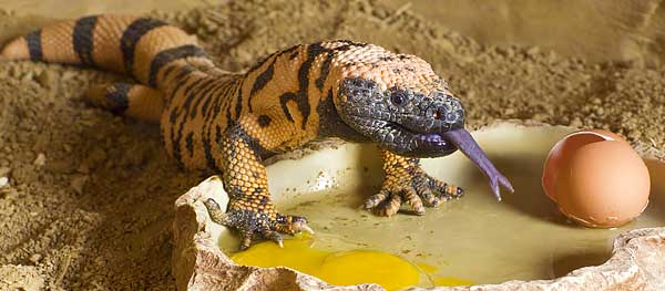 Gila monster feeding at the Springs Preserve live animal exhibit