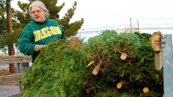 Woman unloading trees at a Las Vegas Christmas Tree Recycling drop-off site